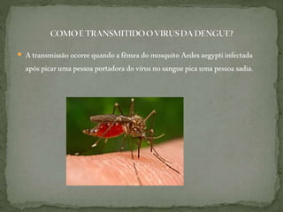  Atransmissãoocorre quandoafêmea domosquito Aedesaegyptiinfectada
apóspicaruma pessoa portadora dovírusnosanguepicauma pessoa sadia.
 