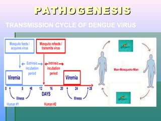 PATHOGENESISPATHOGENESIS
TRANSMISSION CYCLE OF DENGUE VIRUS
 