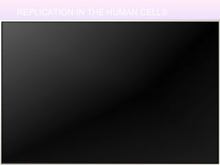 REPLICATION IN THE HUMAN CELLS
 
