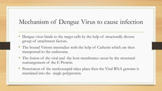 Mechanism of Dengue Virus to cause infection
• Dengue virus binds to the target cells by the help of structurally diverse
group of attachment factors.
• The bound Virions internalize with the help of Catherin which are then
transported to the endosome.
• The fusion of the viral and the host membranes occur by the structural
rearrangement of the E Protein.
• Penetration of the nucleocaspid takes place then the Viral RNA genome is
translated into the single polyprotein.
 