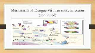 Mechanism of Dengue Virus to cause infection
(continued)
 