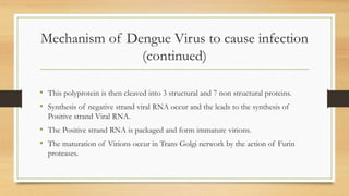 Mechanism of Dengue Virus to cause infection
(continued)
• This polyprotein is then cleaved into 3 structural and 7 non structural proteins.
• Synthesis of negative strand viral RNA occur and the leads to the synthesis of
Positive strand Viral RNA.
• The Positive strand RNA is packaged and form immature virions.
• The maturation of Virions occur in Trans Golgi network by the action of Furin
proteases.
 