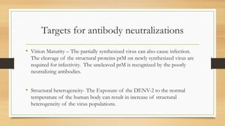 Targets for antibody neutralizations
• Virion Maturity – The partially synthesized virus can also cause infection.
The cleavage of the structural proteins prM on newly synthesized virus are
required for infectivity. The uncleaved prM is recognized by the poorly
neutralizing antibodies.
• Structural heterogeneity- The Exposure of the DENV-2 to the normal
temperature of the human body can result in increase of structural
heterogeneity of the virus populations.
 