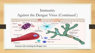 Immunity
Against the Dengue Virus (Continued )
Immune cells attacking the Dengue virus
 