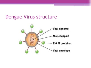 dengue virus.pptx