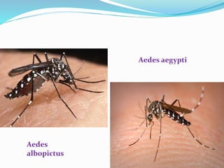 Aedes aegypti
Aedes
albopictus
 