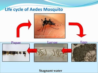 Life cycle of Aedes Mosquito
Stagnant water
1-2 days
EggsLarvaePupae
2-3 days4-5 days
 