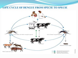 LIFE CYCLE OF DENGUE FROM SPECIE TO SPECIE
 