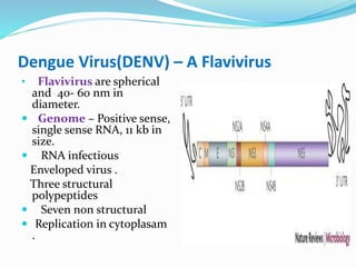 Dengue Virus(DENV) – A Flavivirus
• Flavivirus are spherical
and 40- 60 nm in
diameter.
 Genome – Positive sense,
single sense RNA, 11 kb in
size.
 RNA infectious
Enveloped virus .
Three structural
polypeptides
 Seven non structural
 Replication in cytoplasam
.
 