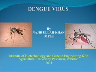 By NAJIB ULLAH KHAN  MPhil Institute of Biotechnology and Genetic Engineering KPK Agricultural University Peshawar, Pakistan. 2011 