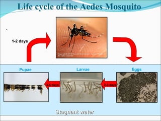 Life cycle of the Aedes Mosquito . 1-2 days Stagnant water Pupae 4-5 days Larvae Eggs 2-3 days 