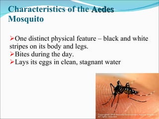 Characteristics of the  Aedes  Mosquito One distinct physical feature – black and white stripes on its body and legs. Bites during the day. Lays its eggs in clean, stagnant water 
