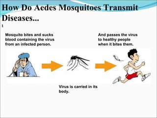 1 How Do Aedes Mosquitoes Transmit Diseases... Mosquito bites and sucks blood containing the virus from an infected person. Virus is carried in its body. And passes the virus to healthy people when it bites them. 