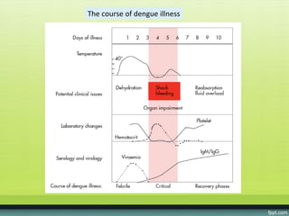 The course of dengue illness
 