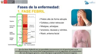 Fases de la enfermedad:
1. FASE FEBRIL
Fiebre alta de forma abrupta
Cefalea y dolor retrocular
Mialgias, artralgias
an...