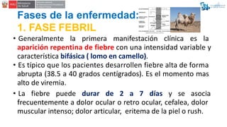 Fases de la enfermedad:
1. FASE FEBRIL
• Generalmente la primera manifestación clínica es la
aparición repentina de fiebre...