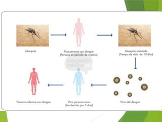 Comprehensive Overview of Dengue, Chikungunya, and Zika Viruses ...