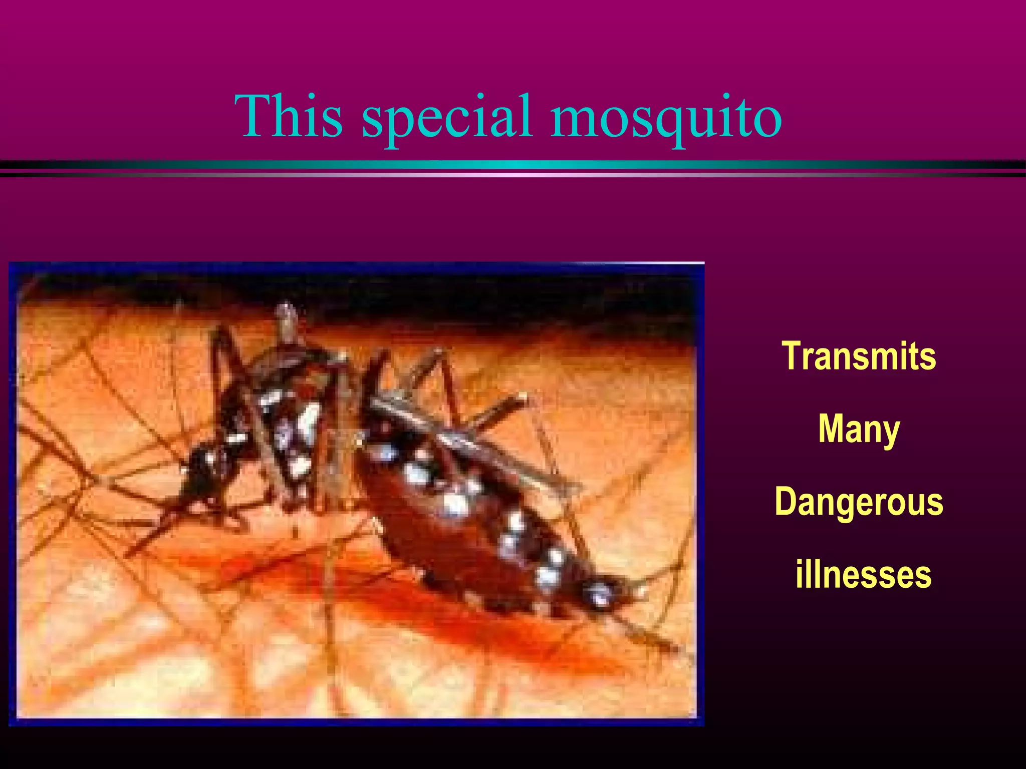 This special mosquito

Transmits
Many
Dangerous
illnesses

 