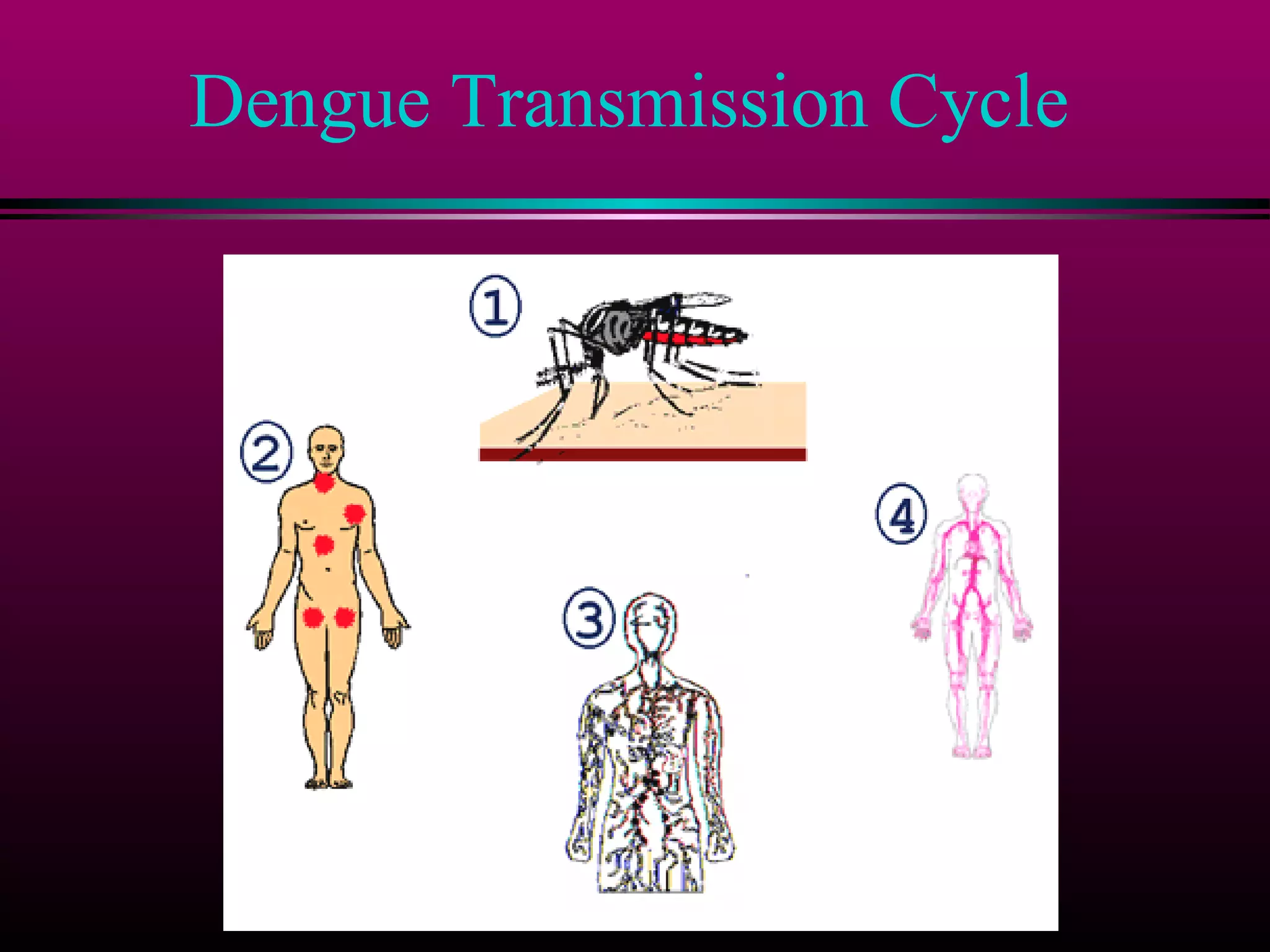 Dengue Transmission Cycle

 