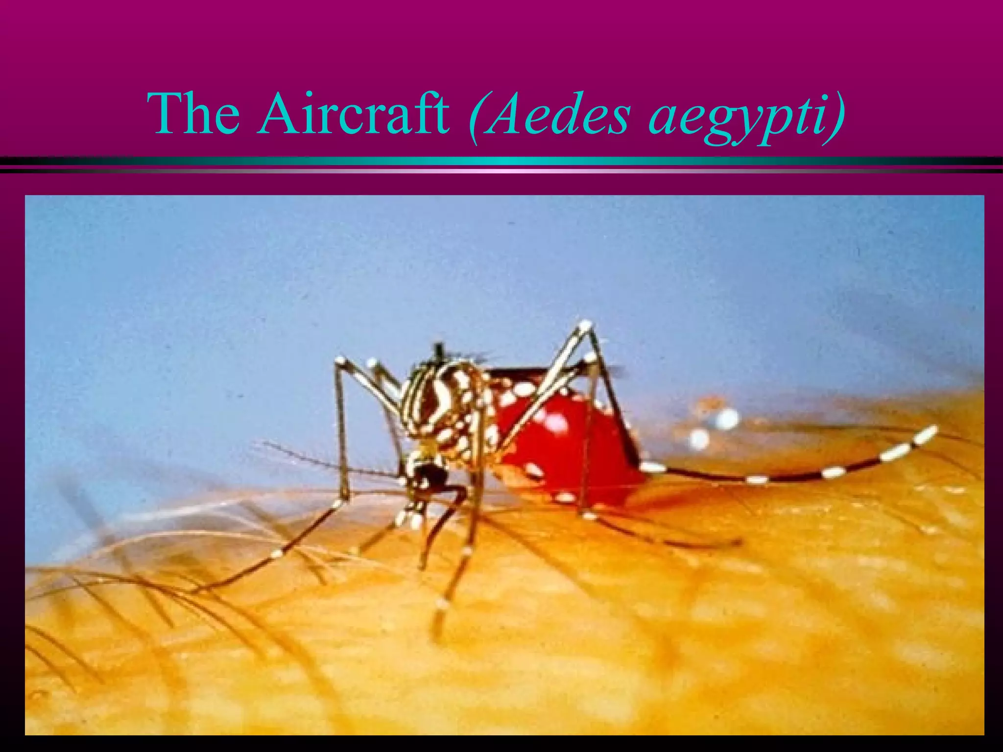 The Aircraft (Aedes aegypti)

 
