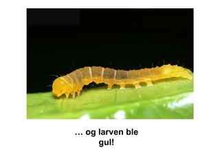 … og larven ble
     gul!
 