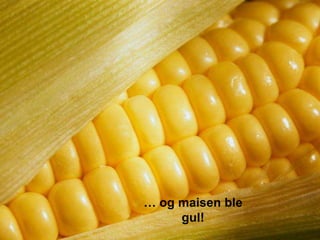 … og maisen ble
     gul!
 