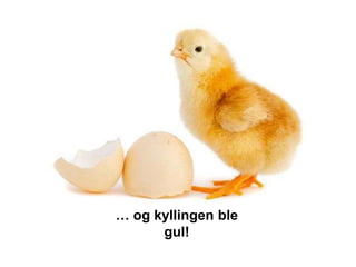 … og kyllingen ble
      gul!
 