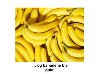 … og bananene ble
      gule!
 