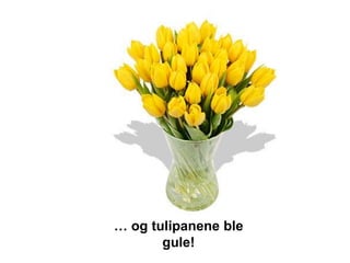 … og tulipanene ble
       gule!
 