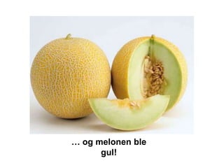… og melonen ble
      gul!
 