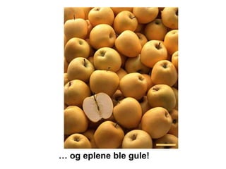 … og eplene ble gule!
 