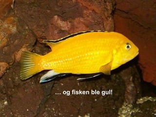… og fisken ble gul!
 