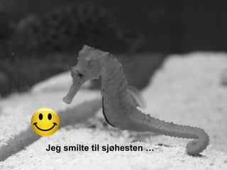 Jeg smilte til sjøhesten …
 