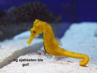 … og sjøhesten ble
       gul!
 