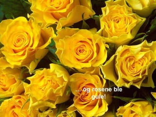 … og rosene ble
     gule!
 