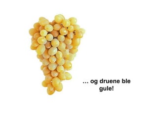 … og druene ble
     gule!
 