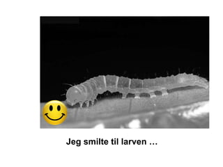 Jeg smilte til larven …
 