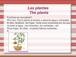 Las plantas
                     The plants
¿Cómo     es una planta?
La raíz. Fija la planta al terreno y absorve agua y minerales.
El tallo. Sostiene las hojas. Tiene unos conductos por los que
circulan el agua , los minerales ,los nutrientes , etc.
Las hojas. En ellas , la planta fabrica nutrientes .

 