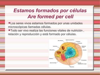 Estamos formados por células
         Are formed per cell
Los  seres vivos estamos formados por unas unidades
microscópicas llamadas células.
Todo ser vivo realiza las funciones vitales de nutrición ,
relación y reproducción y está formado por células.
 