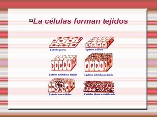 
    La células forman tejidos
 