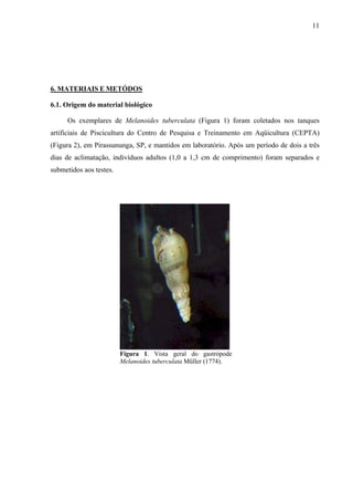 11
6. MATERIAIS E METÓDOS
6.1. Origem do material biológico
Os exemplares de Melanoides tuberculata (Figura 1) foram coletados nos tanques
artificiais de Piscicultura do Centro de Pesquisa e Treinamento em Aqüicultura (CEPTA)
(Figura 2), em Pirassununga, SP, e mantidos em laboratório. Após um período de dois a três
dias de aclimatação, indivíduos adultos (1,0 a 1,3 cm de comprimento) foram separados e
submetidos aos testes.
Figura 1. Vista geral do gastrópode
Melanoides tuberculata Müller (1774).
 