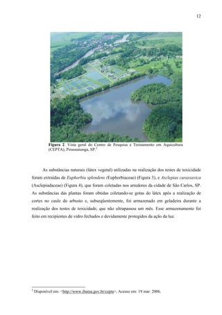 12
Figura 2. Vista geral do Centro de Pesquisa e Treinamento em Aquicultura
(CEPTA), Pirassununga, SP.2
As substâncias naturais (látex vegetal) utilizadas na realização dos testes de toxicidade
foram extraídas de Euphorbia splendens (Euphorbiaceae) (Figura 3), e Asclepias curassavica
(Asclepiadaceae) (Figura 4), que foram coletadas nos arredores da cidade de São Carlos, SP.
As substâncias das plantas foram obtidas coletando-se gotas do látex após a realização de
cortes no caule do arbusto e, subseqüentemente, foi armazenado em geladeira durante a
realização dos testes de toxicidade, que não ultrapassou um mês. Esse armazenamento foi
feito em recipientes de vidro fechados e devidamente protegidos da ação da luz.
2
Disponível em: <http://www.ibama.gov.br/cepta>. Acesso em: 19 mar. 2006.
 