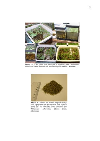 19
Figura 8. Vista geral das bandejas e aquários onde Melanoides
tuberculata foram mantidos em laboratório (Foto: Denise Okumura).
Figura 9. Mistura de matéria vegetal (alface)
seca e preparada em pó mesclada com ração de
peixe em pó, utilizada como alimento para
Melanoides tuberculata (Foto: Denise
Okumura).
 