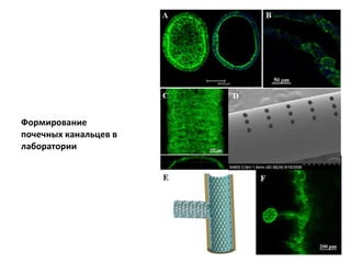 Формирование почечных канальцев в лаборатории 
