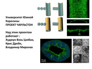 Университет Южной Каролины ПРОЕКТ ЧАРЛЬСТОН Над этим проектом работают :  X уджун   Вэнь Цзябао, Крис Дрейк, Владимир Миронов  