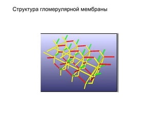Структура гломерулярной мембраны 