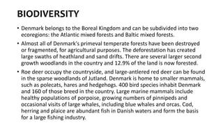 BIODIVERSITY
• Denmark belongs to the Boreal Kingdom and can be subdivided into two
ecoregions: the Atlantic mixed forests and Baltic mixed forests.
• Almost all of Denmark's primeval temperate forests have been destroyed
or fragmented, for agricultural purposes. The deforestation has created
large swaths of heathland and sand drifts. There are several larger second
growth woodlands in the country and 12.9% of the land is now forested.
• Roe deer occupy the countryside, and large-antlered red deer can be found
in the sparse woodlands of Jutland. Denmark is home to smaller mammals,
such as polecats, hares and hedgehogs. 400 bird species inhabit Denmark
and 160 of those breed in the country. Large marine mammals include
healthy populations of porpoise, growing numbers of pinnipeds and
occasional visits of large whales, including blue whales and orcas. Cod,
herring and plaice are abundant fish in Danish waters and form the basis
for a large fishing industry.
 