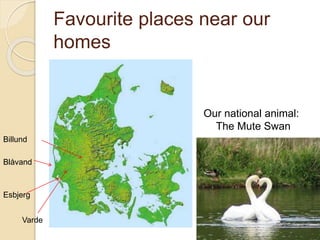 Favourite places near our
homes
Esbjerg
Billund
Varde
Blåvand
Our national animal:
The Mute Swan
 