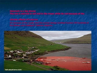Denmark is a big shame  The sea is stained in red and in the mean while its not because of the  climate effects of nature .  It's because of the cruelty that the human beings (civilised human) kill hundreds of the famous and intelligent Calderon dolphins.  