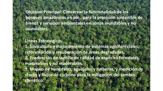 Objetivo Principal: Conservar la funcionalidad de los
bosques amazónicos en pie, para la provisión sostenible de
bienes y servicios ambientales en zonas inundables y no
inundables.
Líneas Estratégicas:
1. Silvicultura y mejoramiento de sistemas agroforestales,
reforestación y recuperación de áreas degradadas,
2. Producción de semilla de calidad de especies forestales
maderables y no maderables.
3. Mapeo de hunedales, aguajales y turberas, y medición de
stocks y flujos de carbono para la mitigación del cambio
climático.
 